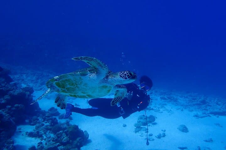 Okinawa Scuba Diving For Certified Divers (3 boat dives + Lunch) — photo 6