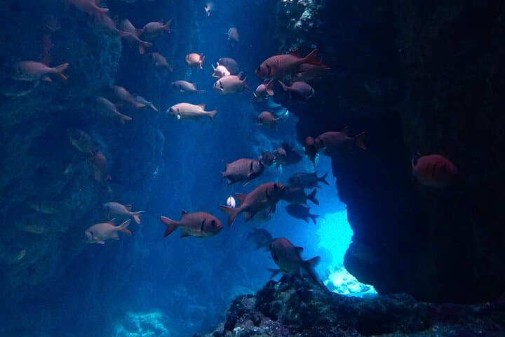Okinawa Scuba Diving For Certified Divers (3 boat dives + Lunch) — photo 4