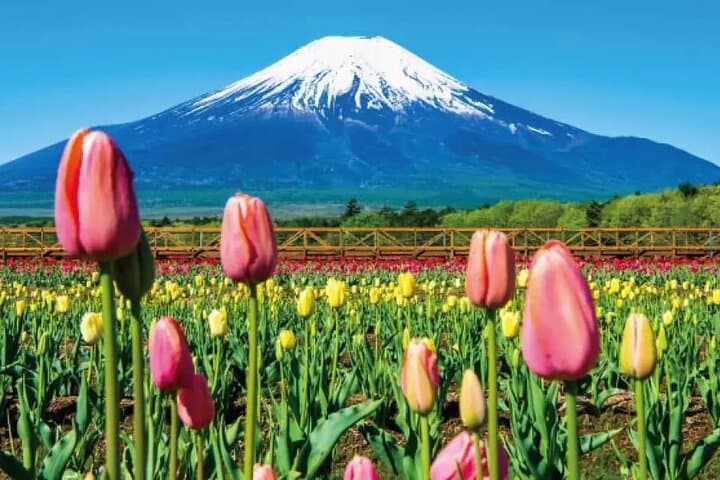 Mt. Fuji Roundtrip Tours From Shinjuku, Japan — photo 3