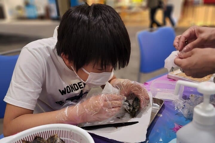 Experience Extracting Pearls From Akoya Oysters　osaka — photo 6