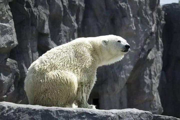 Hokkaido Day Tour from Sapporo: Asahiyama Zoo, Blue Pond Japan — photo 8