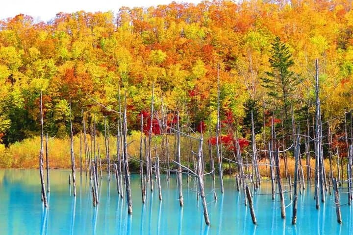 Hokkaido Day Tour from Sapporo: Asahiyama Zoo, Blue Pond Japan — photo 9