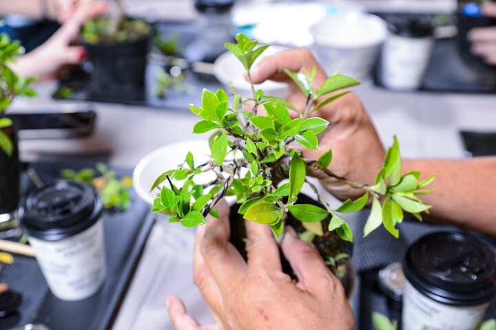 3Days-Bonsai & Sencha Tea Experience: Pastime of the Literati — photo 4
