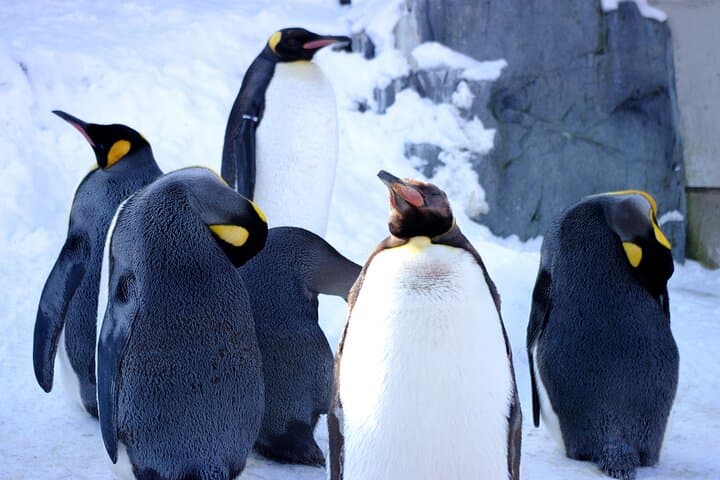 2026 Biei Blue Pond "Aoi-Ike", Asahiyama Zoo and Farm Tomita — photo 8