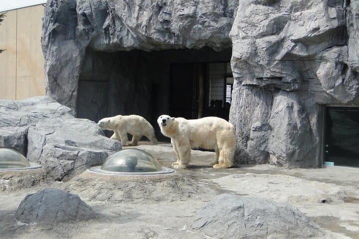 2026 Biei Blue Pond "Aoi-Ike", Asahiyama Zoo and Farm Tomita — photo 10