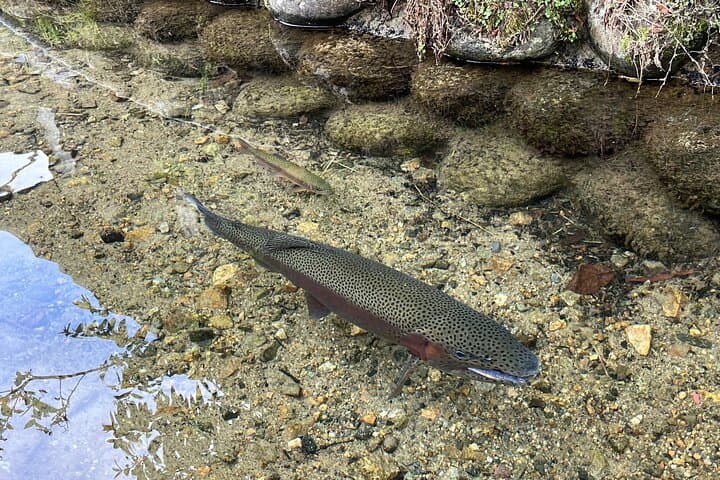 Shirakawa-go and Hida-Takayama Private Day Trip from Nagoya — photo 9
