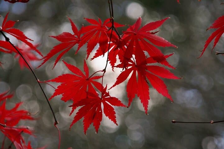 Kyoto: 3h 100% Customized Private Tour -Your Pace, Your Interests — photo 9