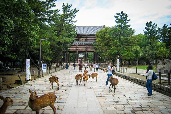 Nara World Heritage PRIVATE TOUR — photo 14