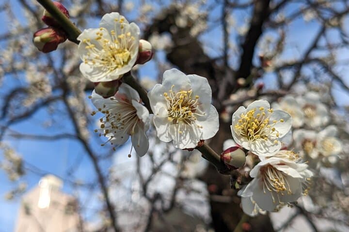 Tokyo 8hr Private Tour with Government-Licensed Guide — photo 12