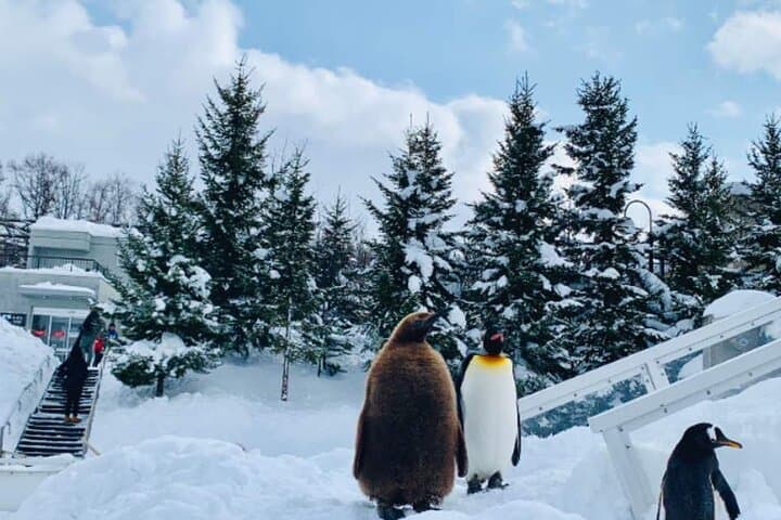 Asahiyama Zoo One-Day Tour — photo 3