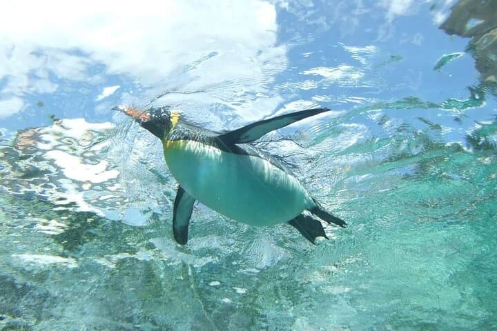 Asahiyama Zoo One-Day Tour — photo 4