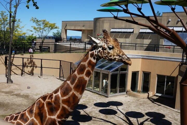 Asahiyama Zoo One-Day Tour — photo 5