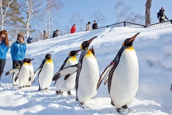 Asahiyama Zoo One-Day Tour — photo 7