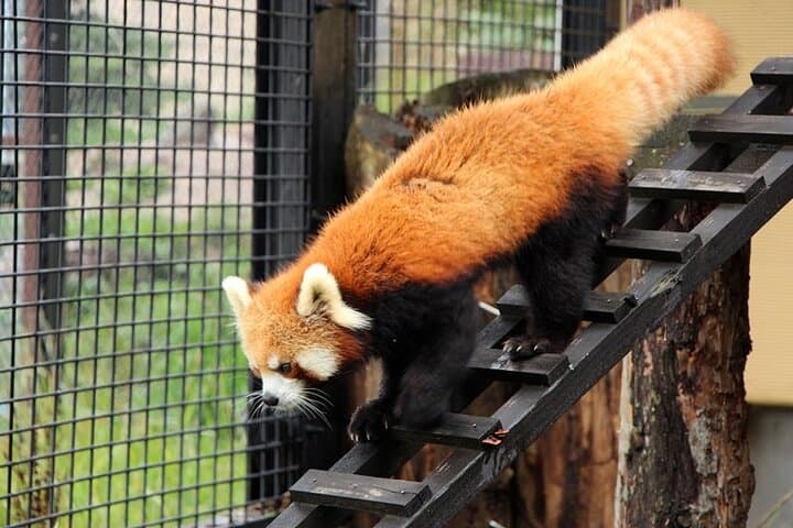 Asahiyama Zoo One-Day Tour — photo 9
