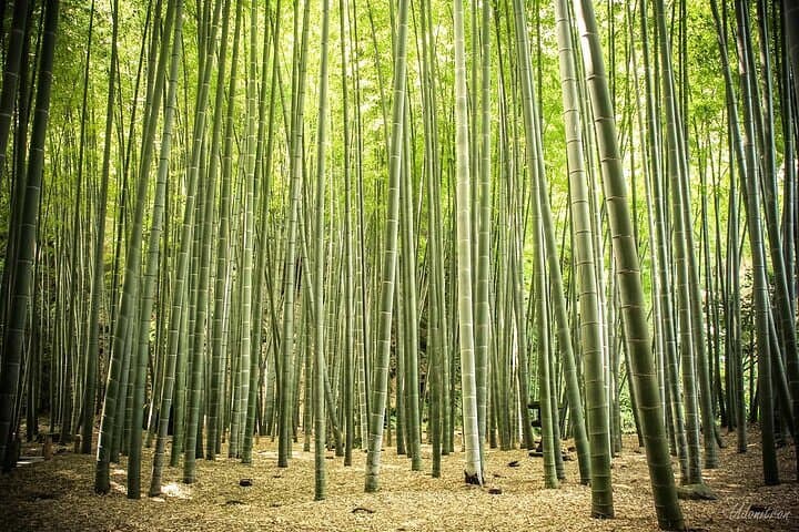 Kamakura Full Day Private Tour With Guide (From Tokyo) — photo 3