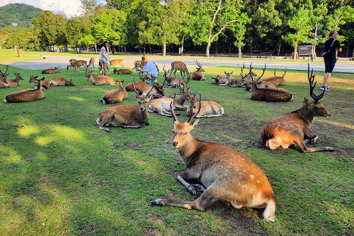 Full Day Guided Tour to Kyoto and Nara from Osaka by Van — photo 4