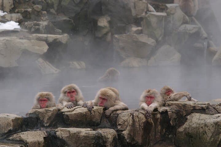 Snow Monkey Park and Miso Production Tour Bullet Train from Tokyo — photo 10