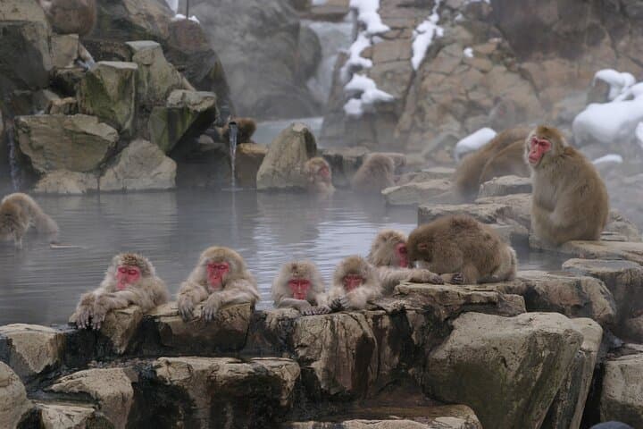 Snow Monkey Park and Miso Production Tour Bullet Train from Tokyo — photo 12