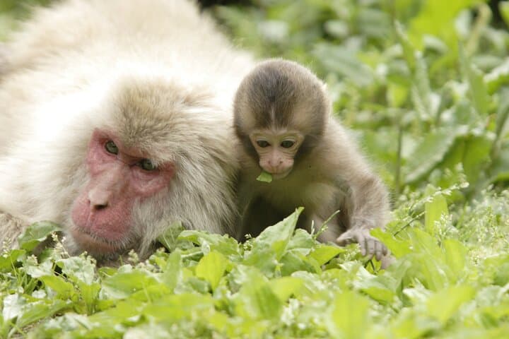 Snow Monkey Park and Miso Production Tour Bullet Train from Tokyo — photo 6