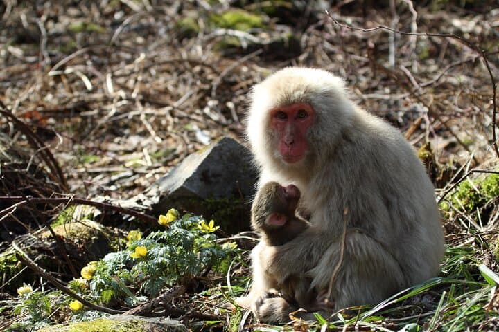 Snow Monkey Park and Miso Production Tour Bullet Train from Tokyo — photo 13