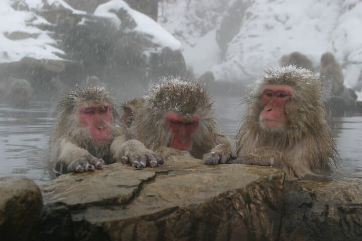 Snow Monkey Park and Miso Production Tour Bullet Train from Tokyo — photo 5