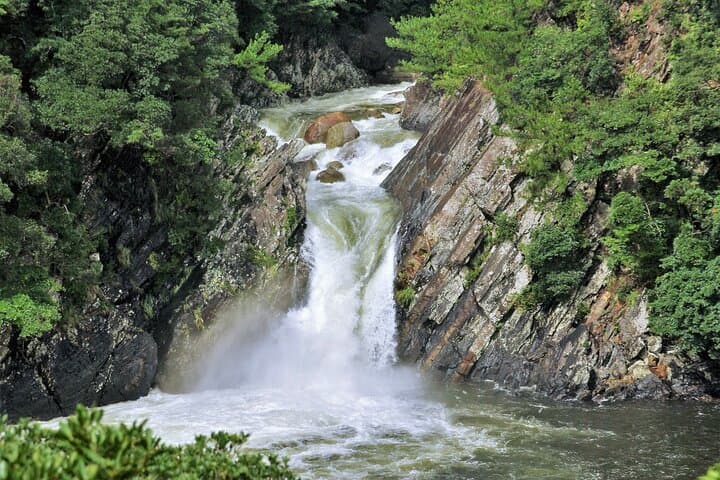 Yakushima Private Island Sights Tour with English Speaking Guide — photo 4