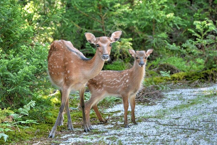 Yakushima Private Island Sights Tour with English Speaking Guide — photo 6