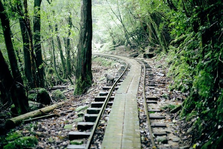Yakushima Private Island Sights Tour with English Speaking Guide — photo 5