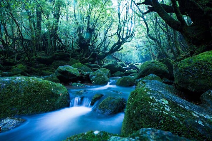 Yakushima Private Island Sights Tour with English Speaking Guide