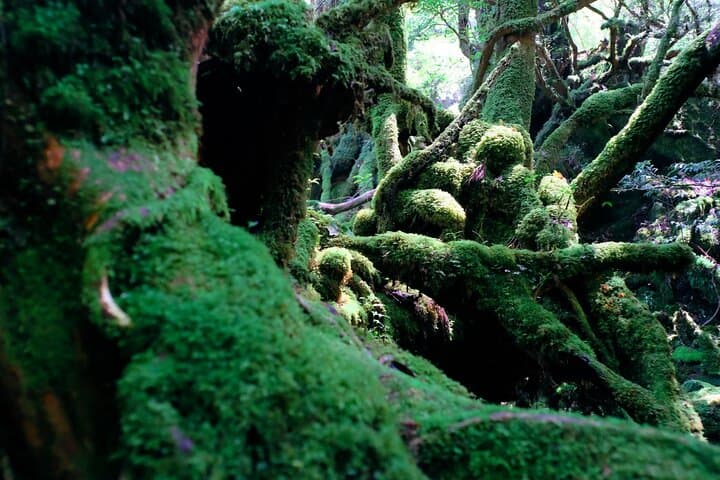 Yakushima Private Island Sights Tour with English Speaking Guide — photo 2
