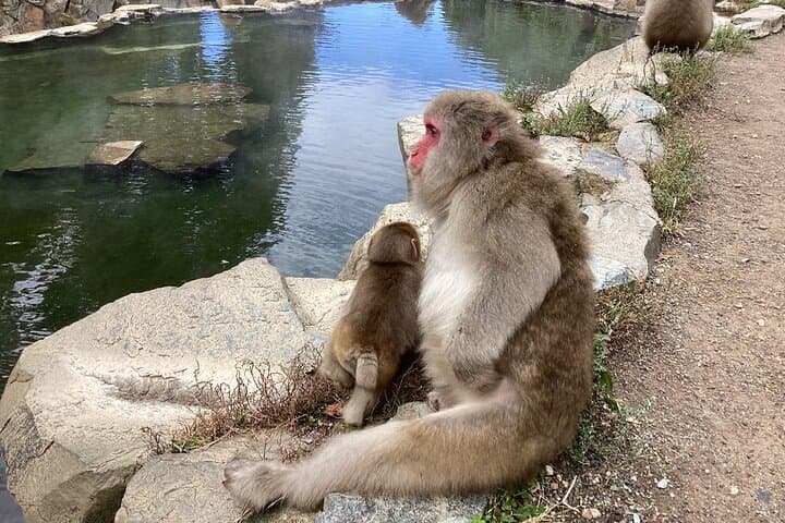Full Day Snow Monkey Park Tour, From/To Tokyo, 2-12 guests — photo 7