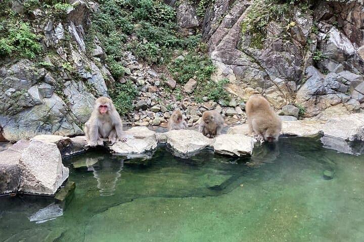 Full Day Snow Monkey Park Tour, From/To Tokyo, 2-12 guests — photo 13