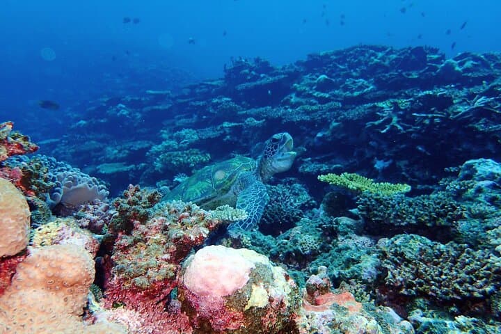 Okinawa Ishigaki Blue Cave Snorkeling Tour — photo 3