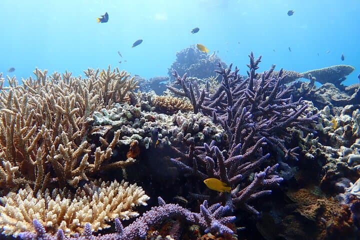 Okinawa Ishigaki Phantom Island and Blue Cave Snorkeling — photo 14