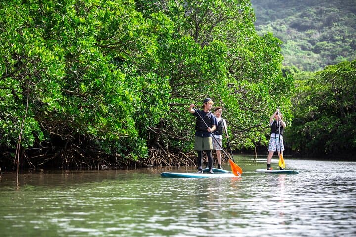 Okinawa Ishigaki Mangrove SUP or Canoe Tour — photo 4