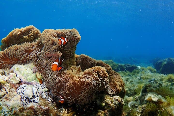 Ishigaki Phantom Island Snorkeling Taketomi Island Sightseeing — photo 11