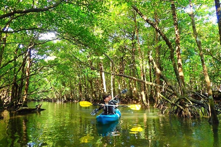 Ishigaki Mangrove SUP or Canoe + Blue Cave Snorkeling — photo 11