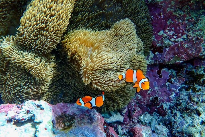 Okinawa Ishigaki Blue Cave Snorkeling Tour — photo 4