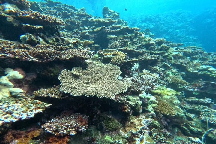 Okinawa Ishigaki Blue Cave Snorkeling Tour — photo 16