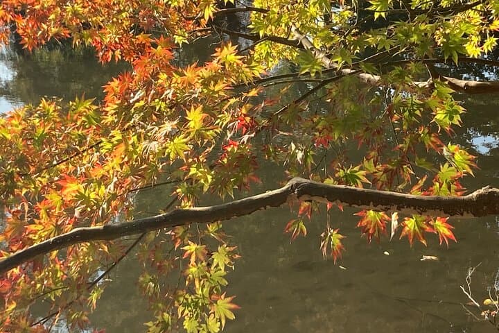 Kyoto Private magical Tour with a local guide — photo 10