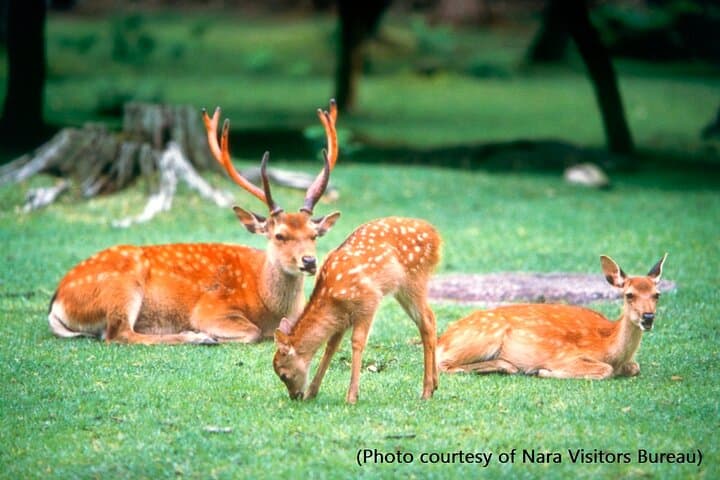 Kyoto and Nara Day Trip from Kyoto — photo 3