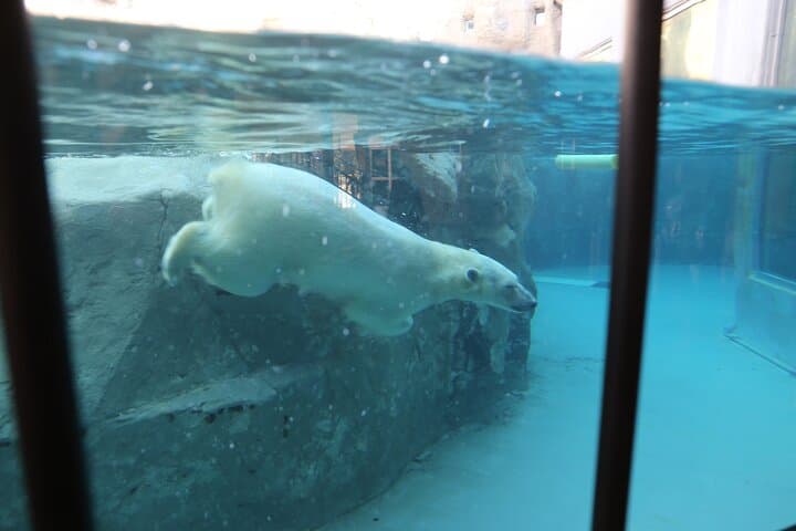 【Private Car】Asahiyama Zoo, Blue Pond, Shirahige Falls, Ningle Terrace (from Sapporo) — photo 16