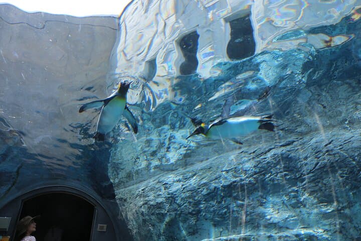【Private Car】Asahiyama Zoo, Blue Pond, Shirahige Falls, Ningle Terrace (from Sapporo) — photo 15