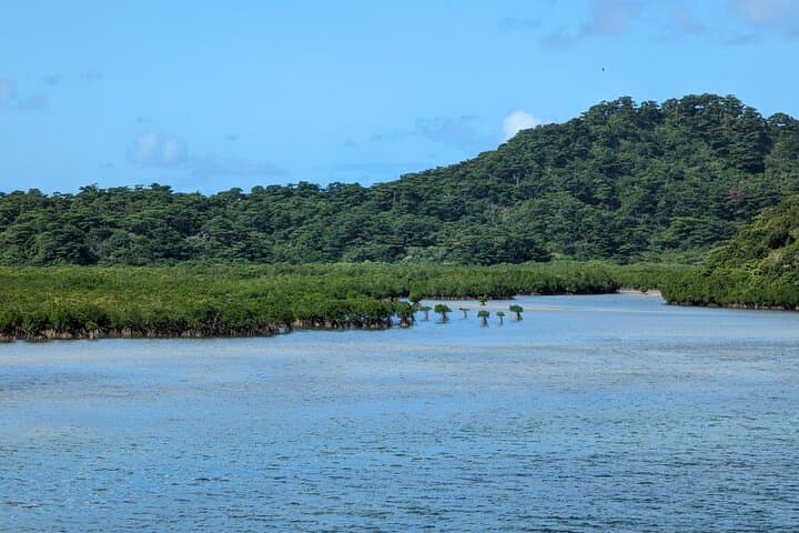 Iriomote Island 1-Day Snorkeling & Mangrove SUP or Canoe — photo 19
