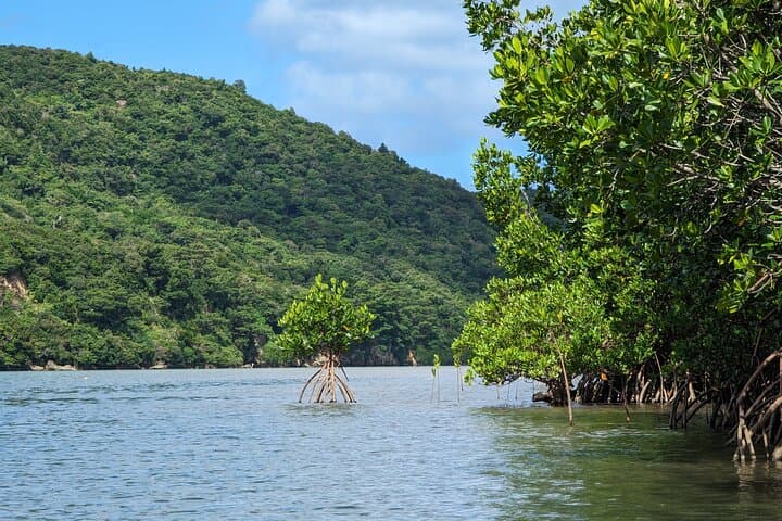 Iriomote Island 1-Day Snorkeling & Mangrove SUP or Canoe — photo 20