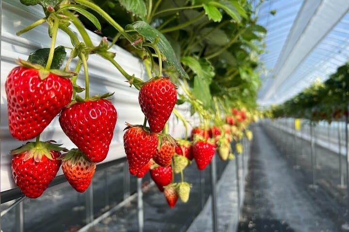 All You Can Eat Strawberry Picking in Izumisano Osaka — photo 10