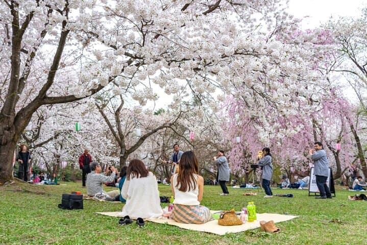 Kanazawa Cherry Blossom Tour: Private & Personalized with a Guide