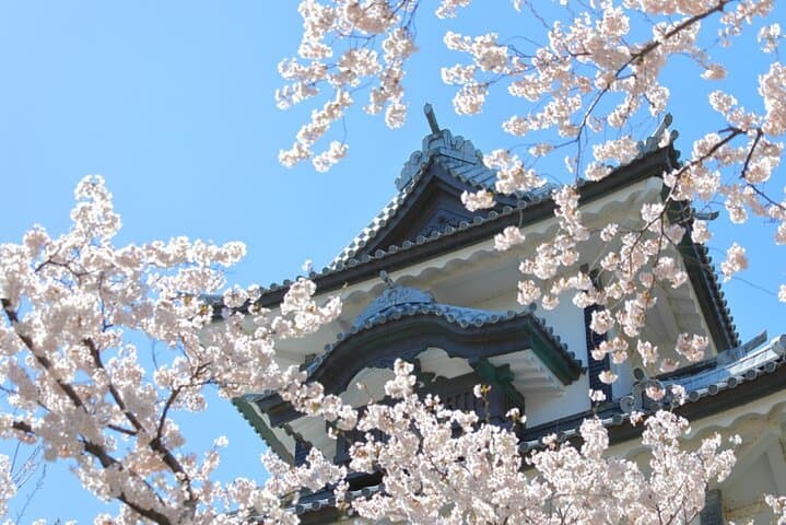 Kanazawa Cherry Blossom Tour: Private & Personalized with a Guide — photo 2