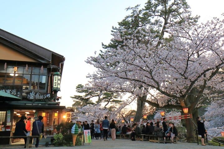 Kanazawa Cherry Blossom Tour: Private & Personalized with a Guide — photo 3