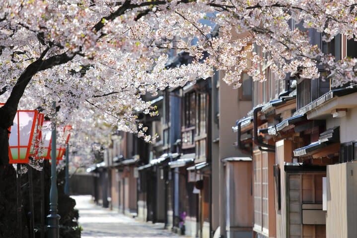 Kanazawa Cherry Blossom Tour: Private & Personalized with a Guide — photo 4